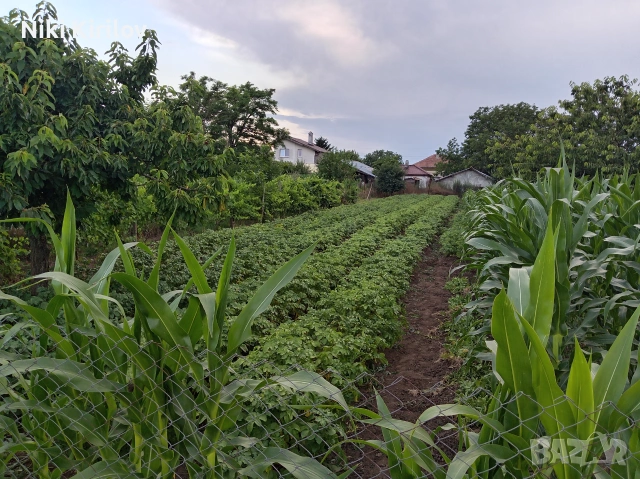 Продавам дворно място в с. Паскалев. С площ 750 кв. С ширина около 15м,с дължина около 50м., снимка 2 - Парцели - 55150606
