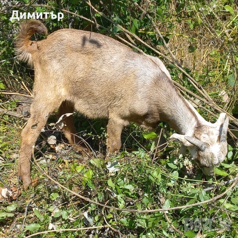 продавам 3 кози и 4 ярета, снимка 12 - Кози - 54900014