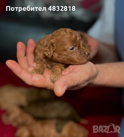 Пудел ТОЙ, снимка 2 - Пудели - 54728506