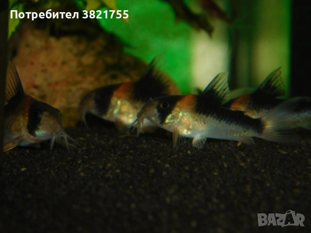 Сомче, сомче corydoras duplicareus, снимка 6 - Рибки - 55246434