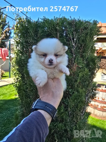 Померани , снимка 14 - Померан - 54097931