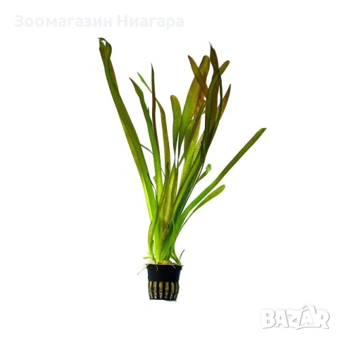 Аквариумно растение Vallisneria australis