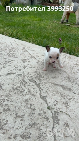 Мини чихо пинчери, снимка 5 - Пинчер - 51482455