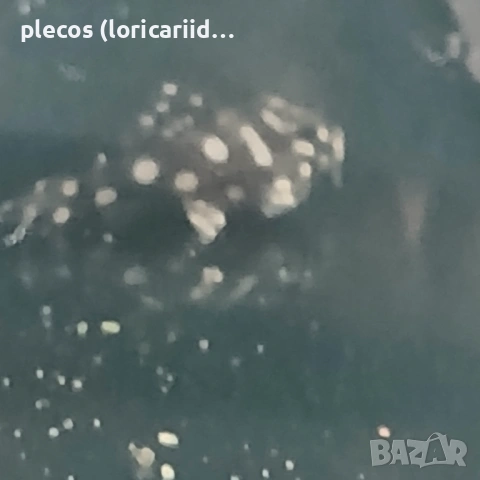 Hipancistrus Contradens