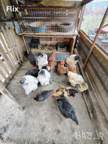 разплодни яйца 