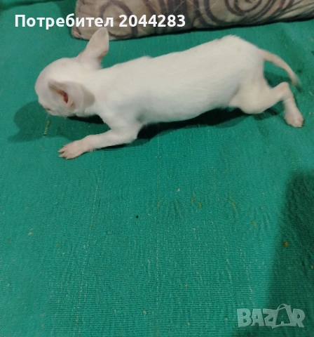 мини пинчер, снимка 4 - Пинчер - 55057204