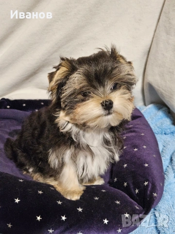 Йоркширски териер , снимка 6 - Йоркширски териер - 54371742