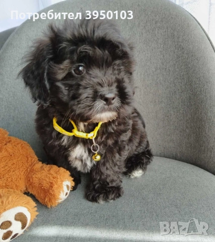 Shih poo/Mini poodle , снимка 2 - Пудели - 54574758