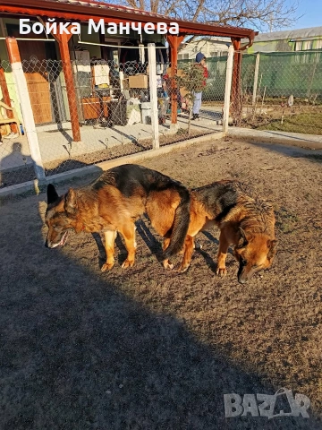 продавам немски овчарки , снимка 6 - Немска овчарка - 54251037