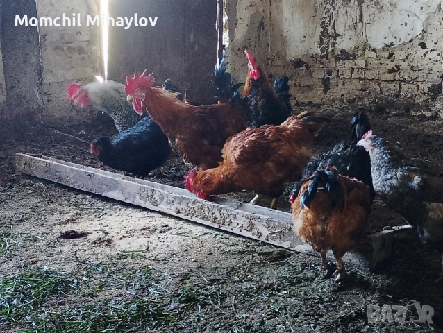 продавам петел, снимка 2 - Кокошки и пуйки - 54316373