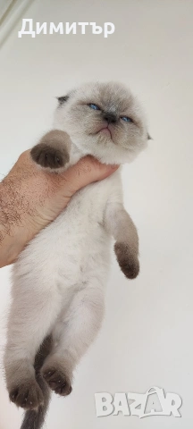 Шотландски котета, снимка 10 - Британска късокосместа - 54252517