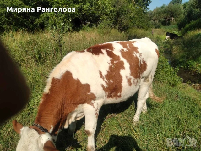 ПРОДАВАТ СЕ ТЕЛЕТА И ЩРАУС!