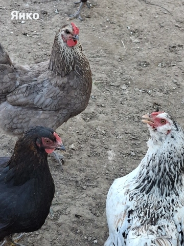 Оплодени яйца, снимка 3 - Кокошки и пуйки - 54326017