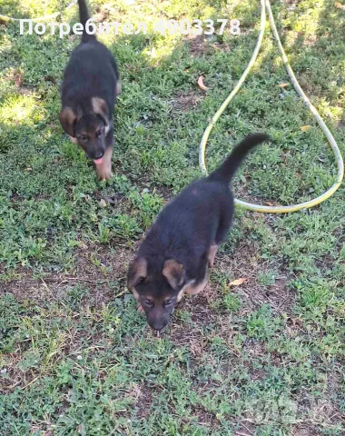 🐶 Продавам 6 женски кученца Немска овчарка – 50 дни, с първа ваксина, снимка 14 - Немска овчарка - 55494756