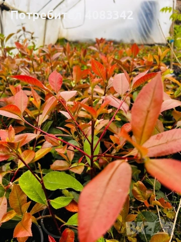 Фотиния Ред Робин, снимка 7 - Градински цветя и растения - 54221354