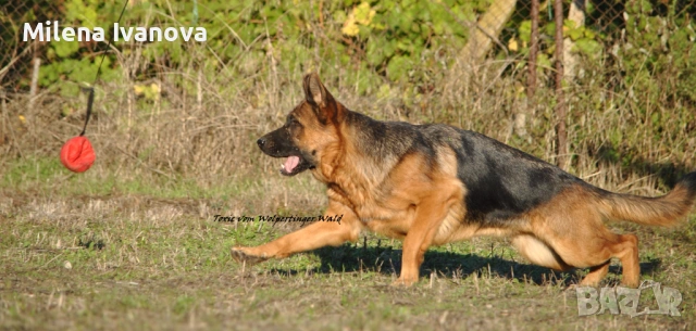 Женска немска овчарка с дълъг косъм от развъдник , снимка 15 - Немска овчарка - 54174191