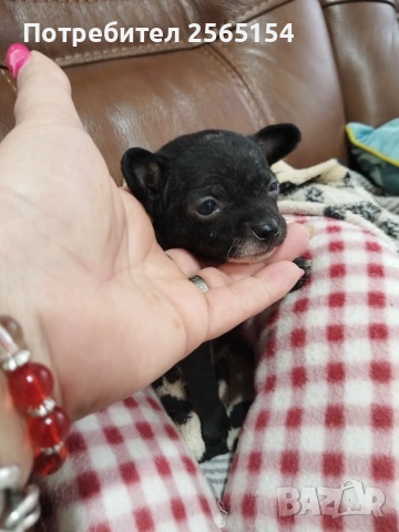 Момиче пинчер, снимка 2 - Пинчер - 54130535