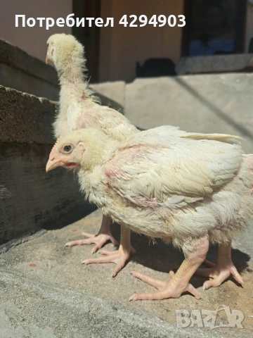 Домашни бройлери 