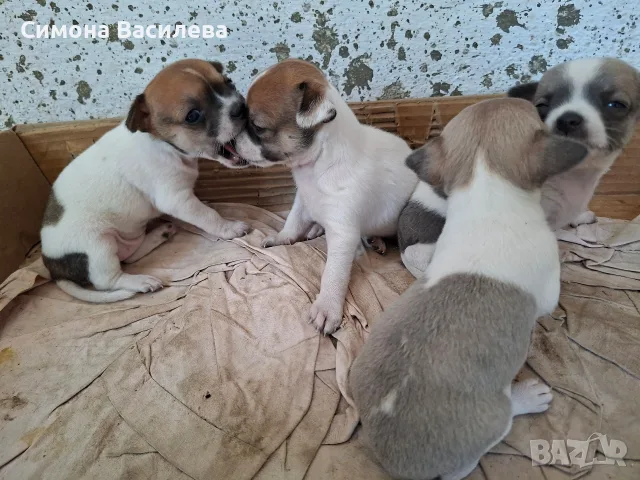 Кученца чихуахуа 
