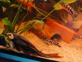 Три големи сома (Pleco), снимка 4