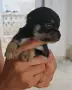 Чихуахуа. Chihuahua , снимка 1