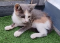 Подарявам малко котенце, снимка 6