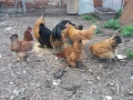 Продавам зелени оплодени кокоши яйца за люпене., снимка 13