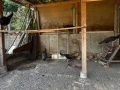 Продавам мъжки и женски пауни, снимка 4