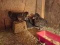 Пилета Супер Харко , снимка 4