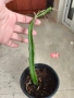 Драконов плод растение , снимка 5