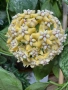 Hoya Хоя Coriacea Silver , снимка 3