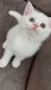 Британски късокосмести котенца, снимка 7