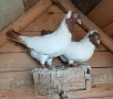 Продавам монахини, снимка 2
