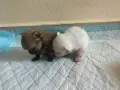 Мини Шпиц Померан, снимка 4