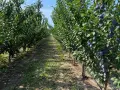 Продавам сливи Стенлей – подходящи за ракия, снимка 2