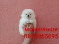 Мъжки и женски бели Померани. Реални снимки от 13.07.26 г. , снимка 17