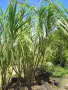 Захарна тръстика (Saccharum officinarum) – екзотично растение, снимка 1