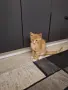 Малко пухкаво коте, снимка 6
