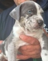 PITBULL , снимка 1