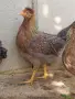 Свободни женски Крем Лекбар на 4 месеца. Само лично предаване за Варна 0886167714 , снимка 3