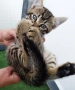 Подарявам малко котенце - момченце, снимка 3