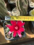 Кактус Gymnocalycium Baldianum цикламен цъфтеж уникално красив и голям цъфток , снимка 4