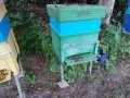Продавам Пчелни Семейства , снимка 3