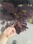 Албиция „Летен шоколад“ (Albizia julibrissin ‘Summer Chocolate’), снимка 4
