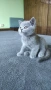 Британски котета, снимка 10