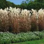 Мискантус Пурпурасценс, Miscanthus sinensis 'Purpurascens' студоустойчива, декоративна трева!!!, снимка 5