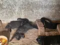 продавам зайци на 3 месеца, снимка 3