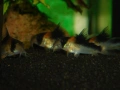 Сомче, сомче corydoras duplicareus, снимка 6