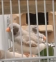 Продава се джъмбо амадини 2 мъжки, снимка 2
