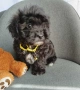 Shih poo/Mini poodle , снимка 2
